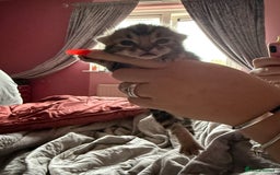 Mixed Breed cats for sale: Maine coon mix kittens - Advert 5