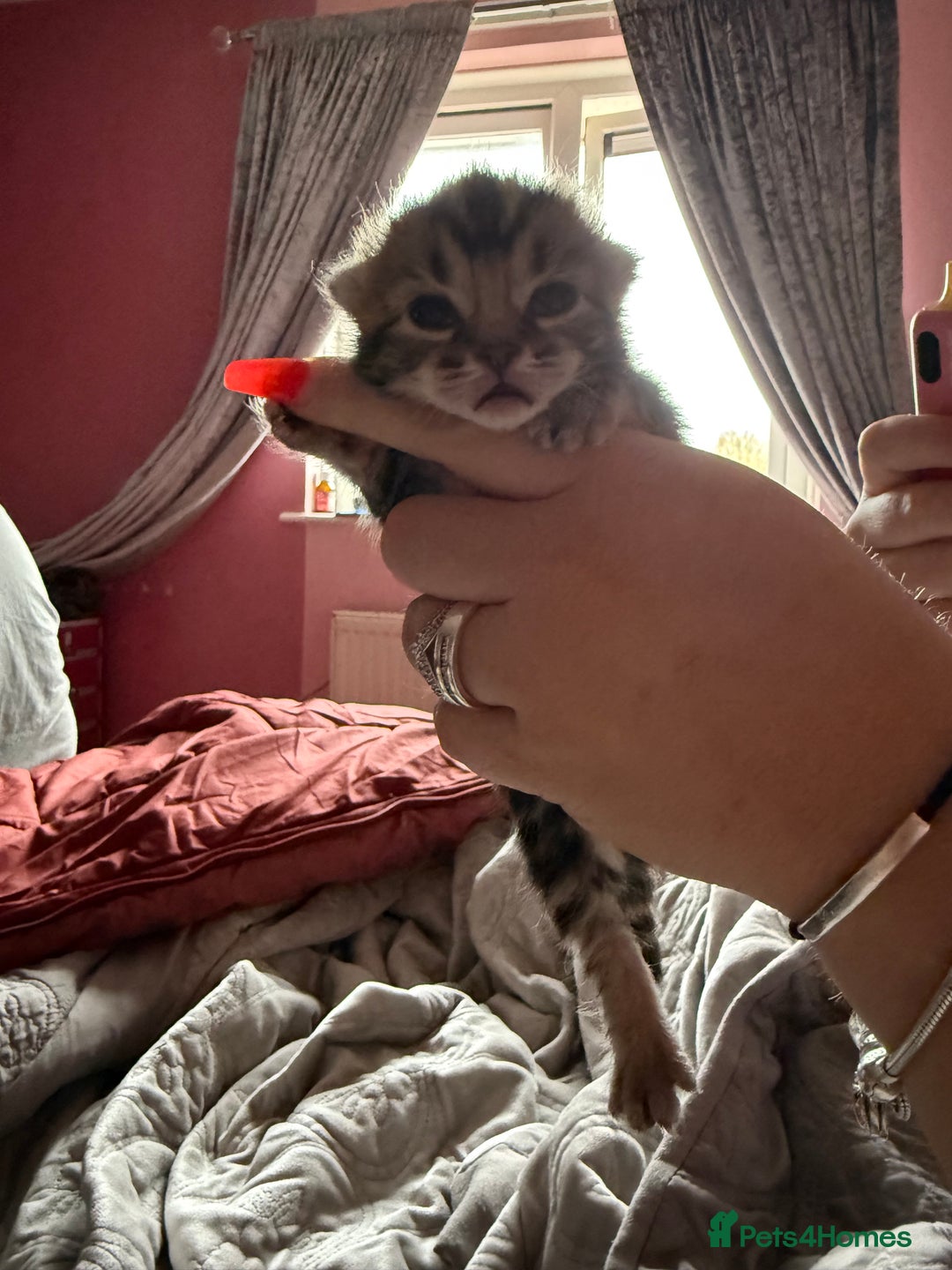 Mixed Breed cats for sale: Maine coon mix kittens - Advert 5