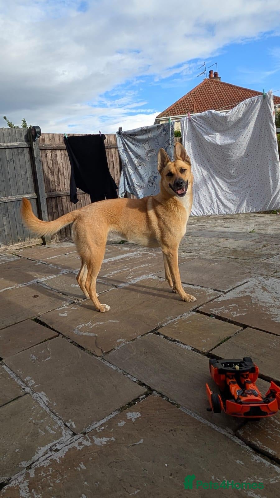 Mixed Breed dogs Belgian malinois X shep - Advert 16