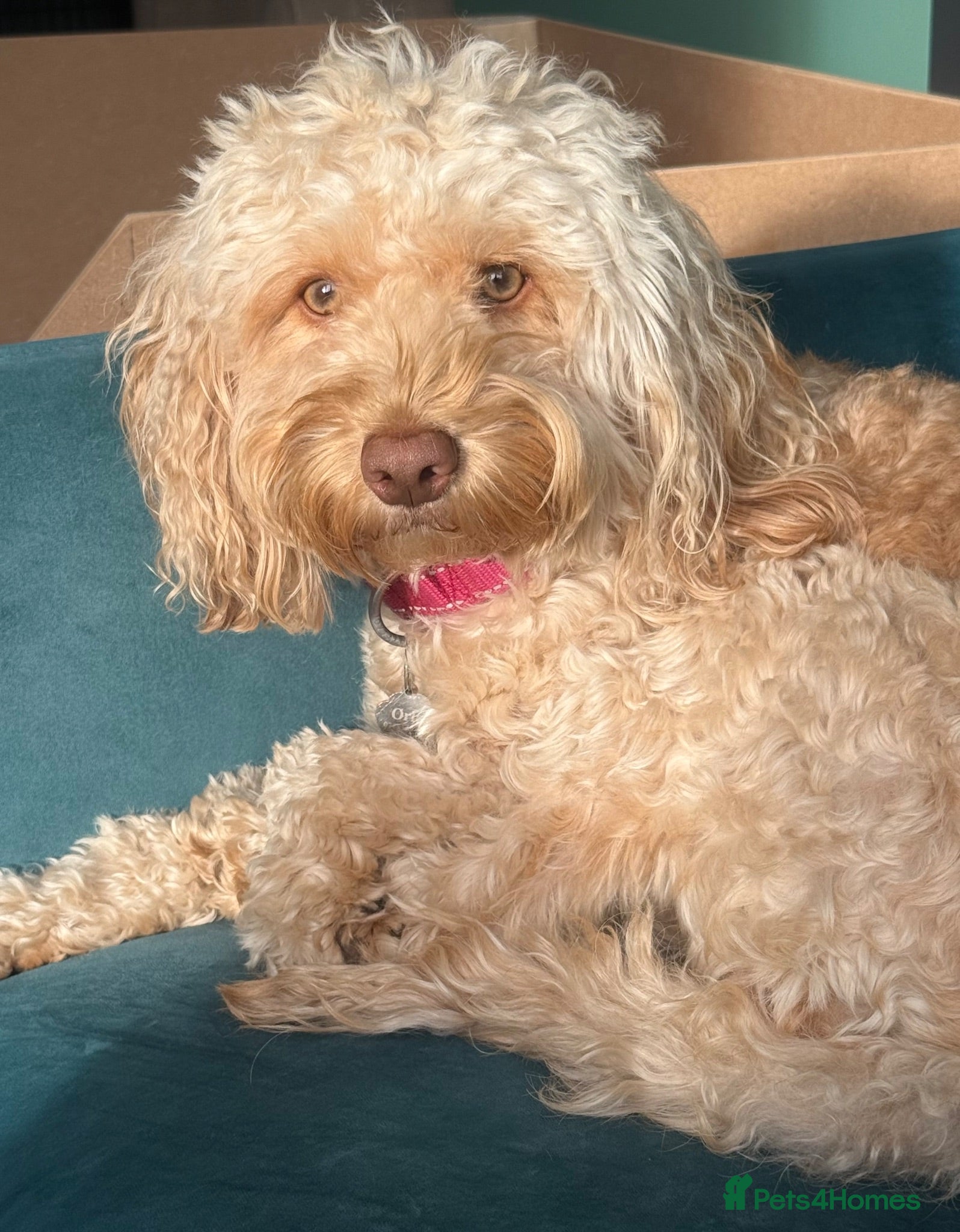 Cockapoo dogs Orla’s Beautiful Babies - Advert 2