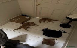 British Shorthair cats for sale: Two gorgeous young male ginger cats - Image 5