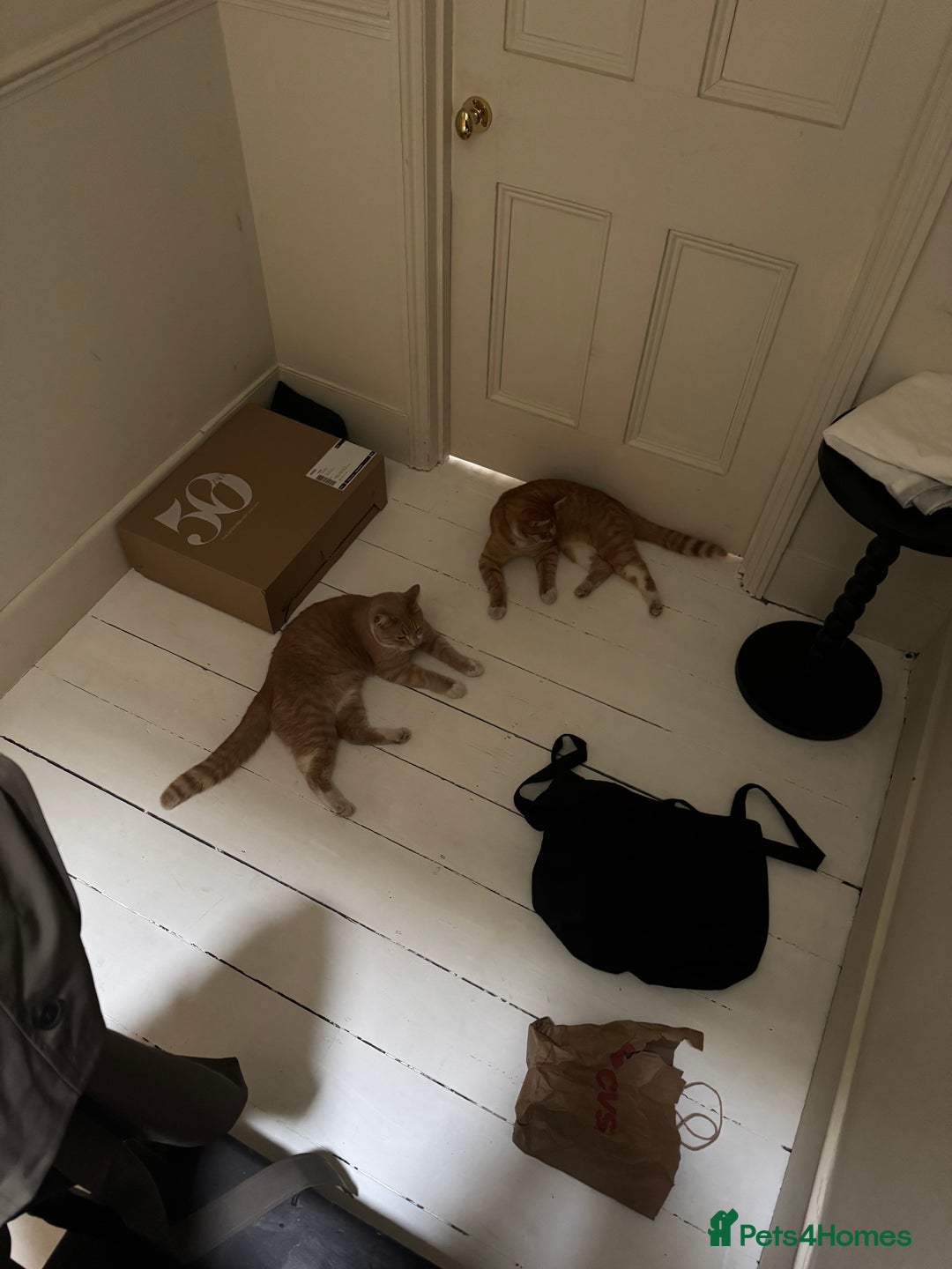 British Shorthair cats for sale: Two gorgeous young male ginger cats - Image 5