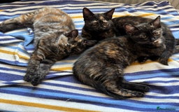 Mixed Breed cats for sale: 3 beautiful kittens for sale  - Image 1