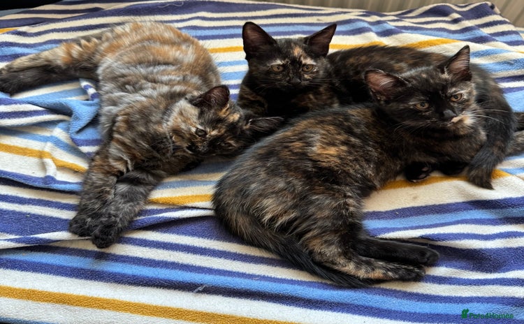 Mixed Breed cats - Advert 4