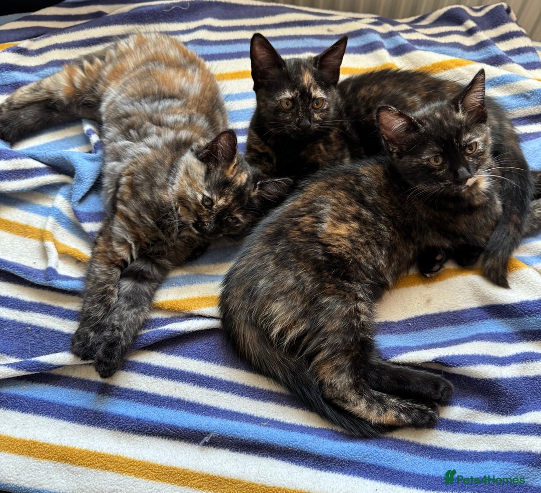 Mixed Breed cats for sale: 3 beautiful kittens for sale  - Image 1