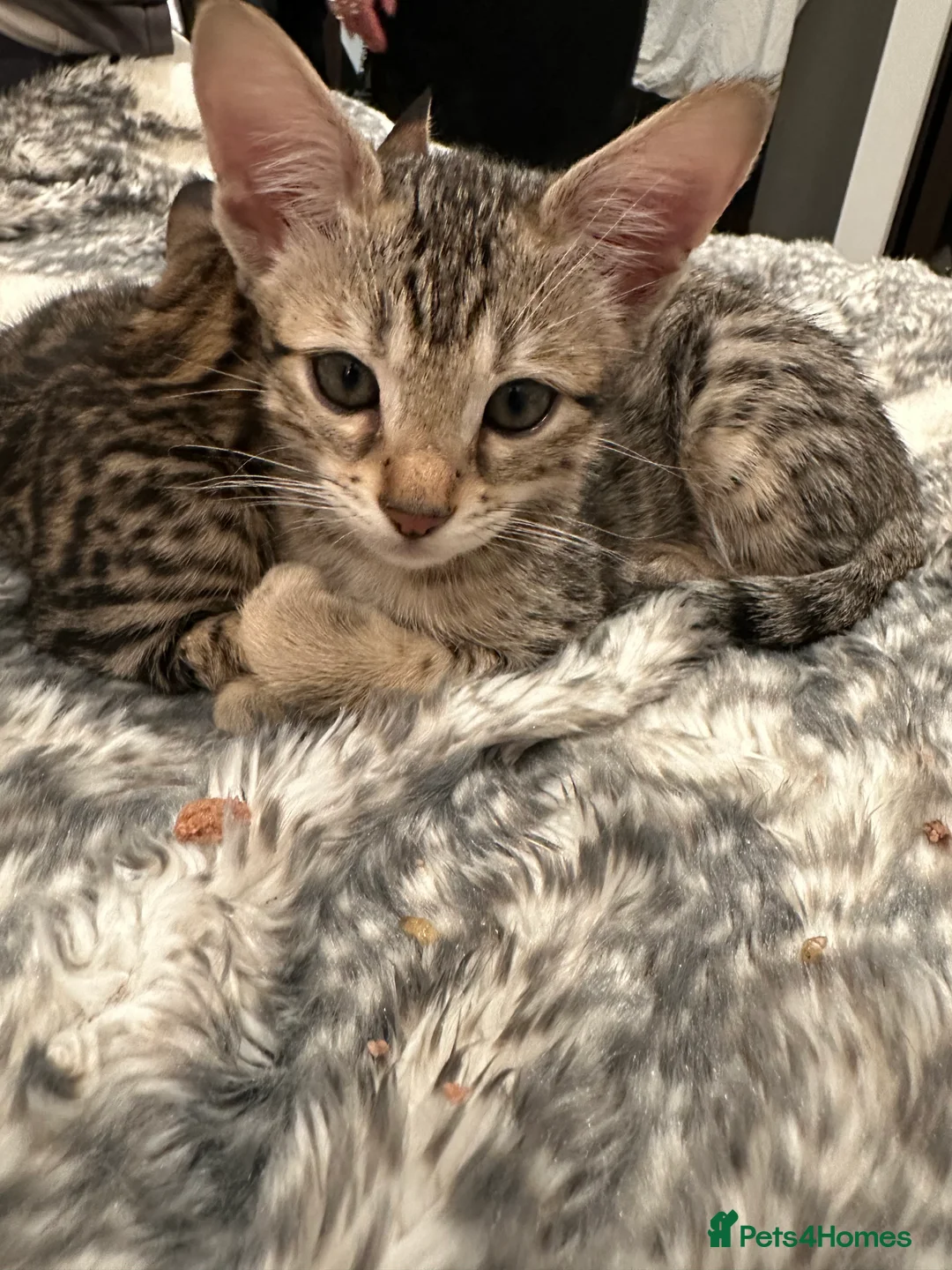Bengal cats for sale: Sepia Bengal X Savannah kittens Extremely rare  - Advert 35