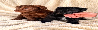 Mixed Breed 1