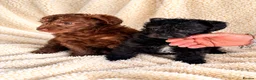 Mixed Breed dogs for sale: Italianpoo in Hartlepool - Advert 2