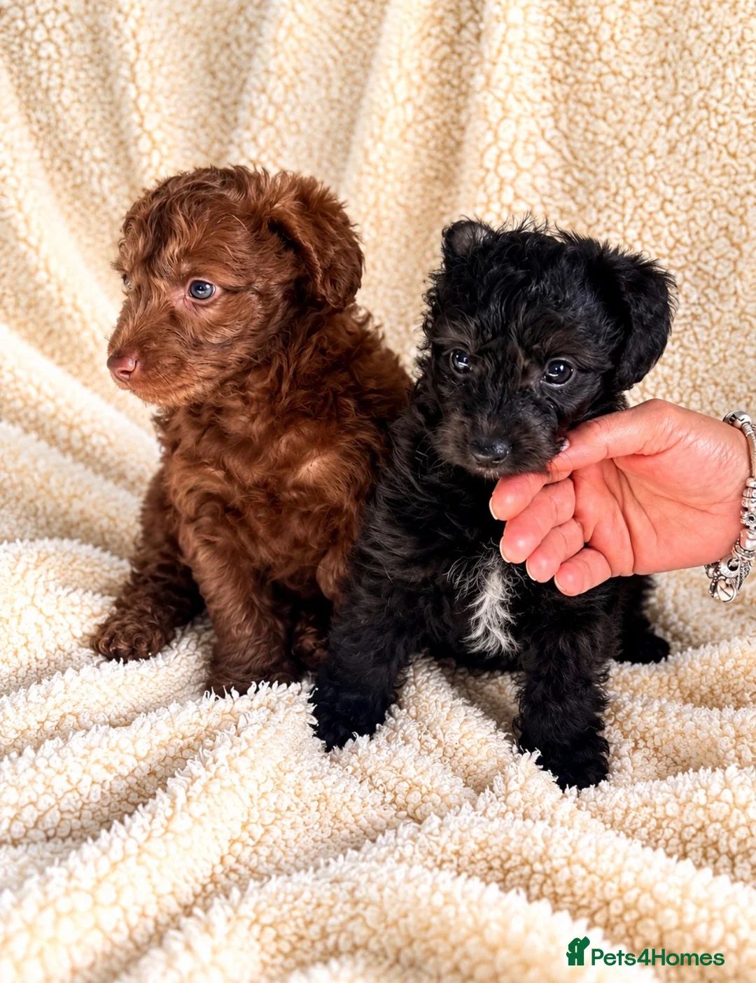 Mixed Breed dogs for sale: Italianpoo in Hartlepool - Advert 2