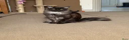 Maine Coon cats for sale: Stunning Silver Tabby Maine Coon Females - Advert 14