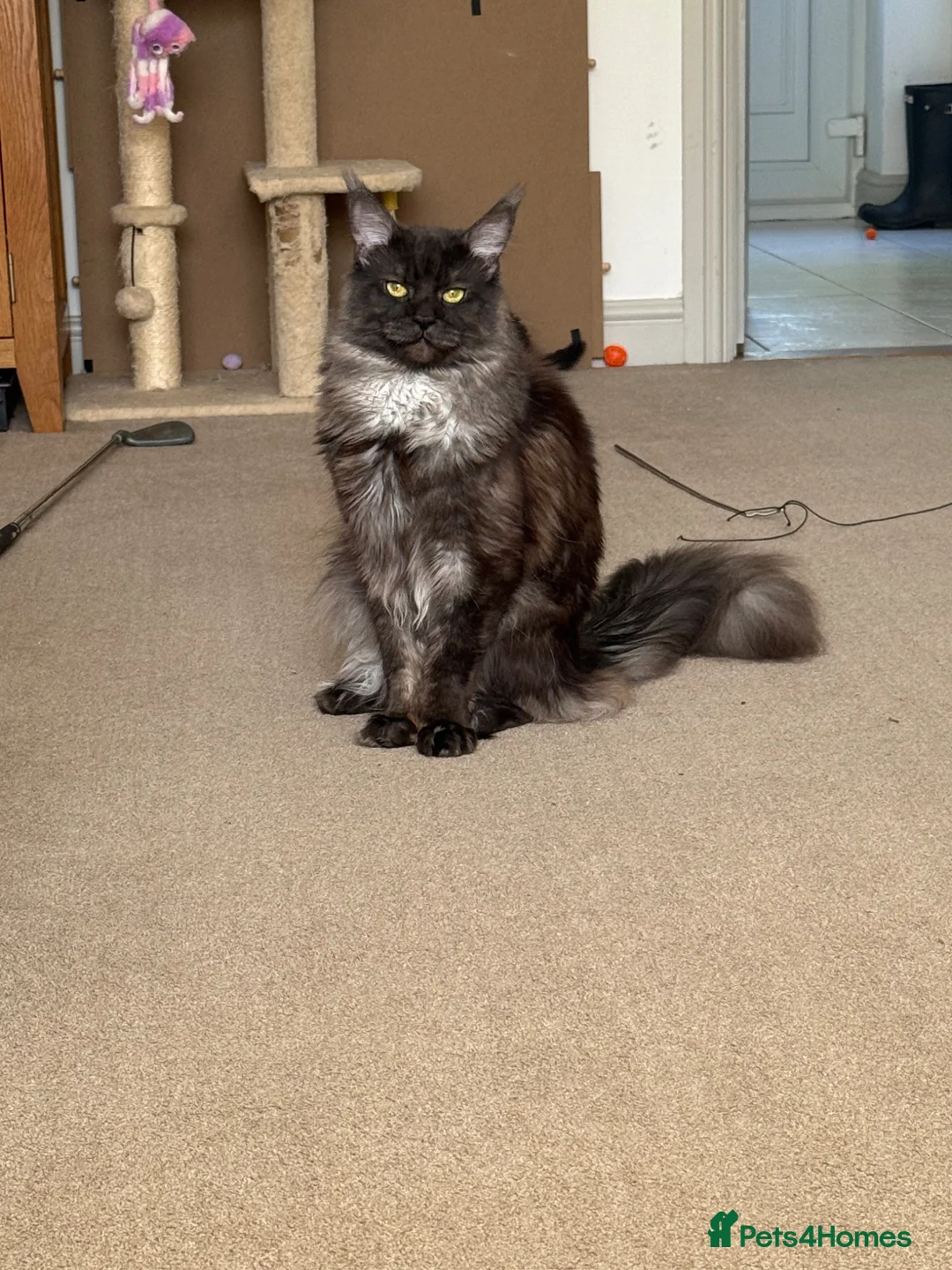 Maine Coon cats for sale: Stunning Silver Tabby Maine Coon Females - Advert 14
