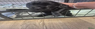 Cocker Spaniel 5