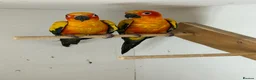 Conures birds for sale: Sun conures for sale - Advert 2