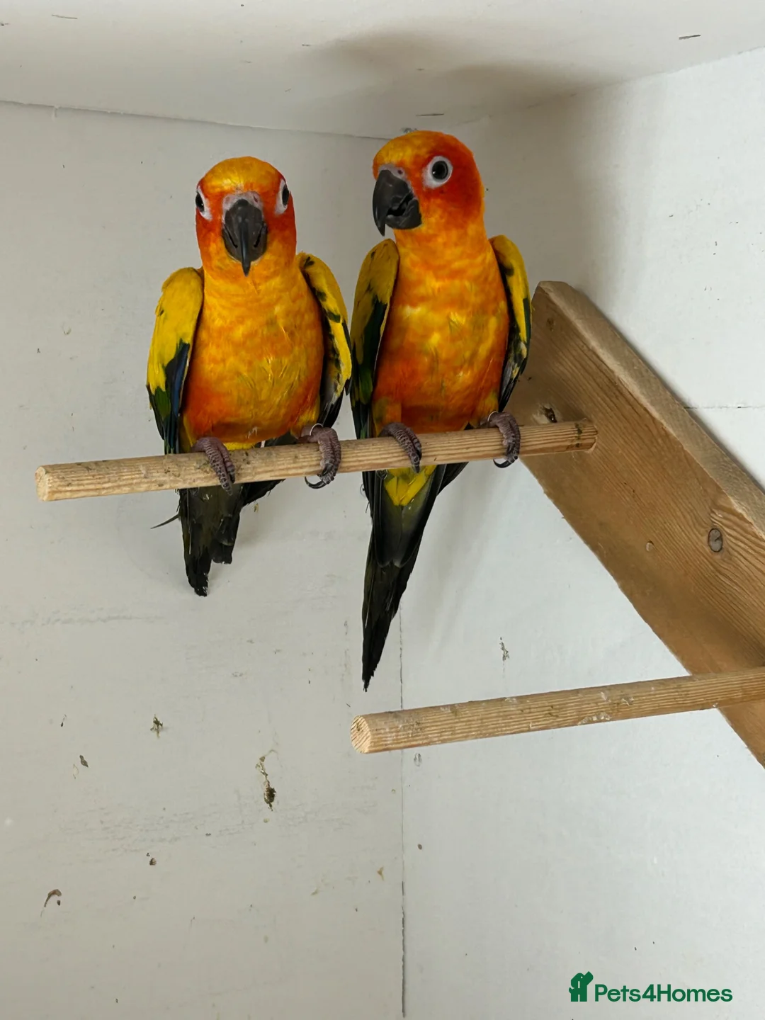 Conures birds for sale: Sun conures for sale - Advert 2
