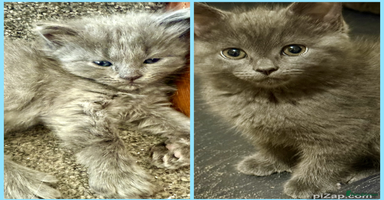 Mixed Breed cats - Advert 7