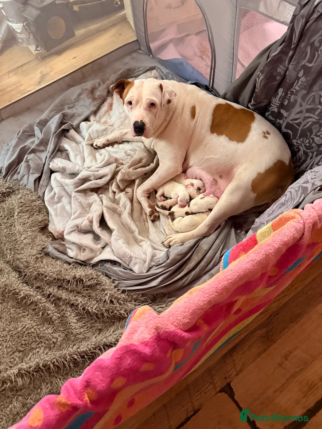 American Bully dogs for sale: 1 little puppy is  looking for a new family  in Banbury - Advert 6