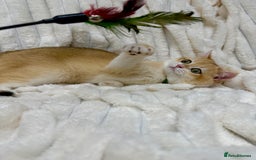 British Shorthair cats for sale: 🔥Exceptional GCCF pedigree golden BSH - Image 8