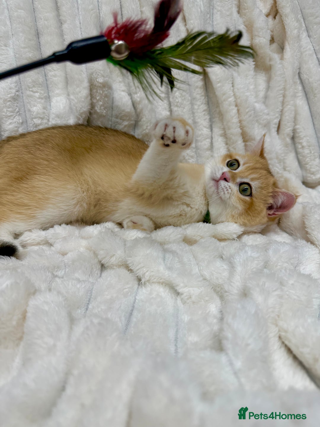 British Shorthair cats for sale: 🔥Exceptional GCCF pedigree golden BSH - Image 8