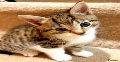 Mixed Breed cats - Advert 3