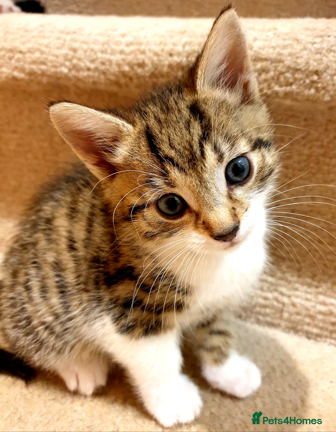 Mixed Breed cats for sale: Adorable trio of kittens  - Image 3
