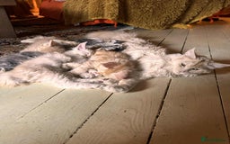 Maine Coon cats for sale: Maine Coon Pure Bred Kittens, TICA Registered - Image 8