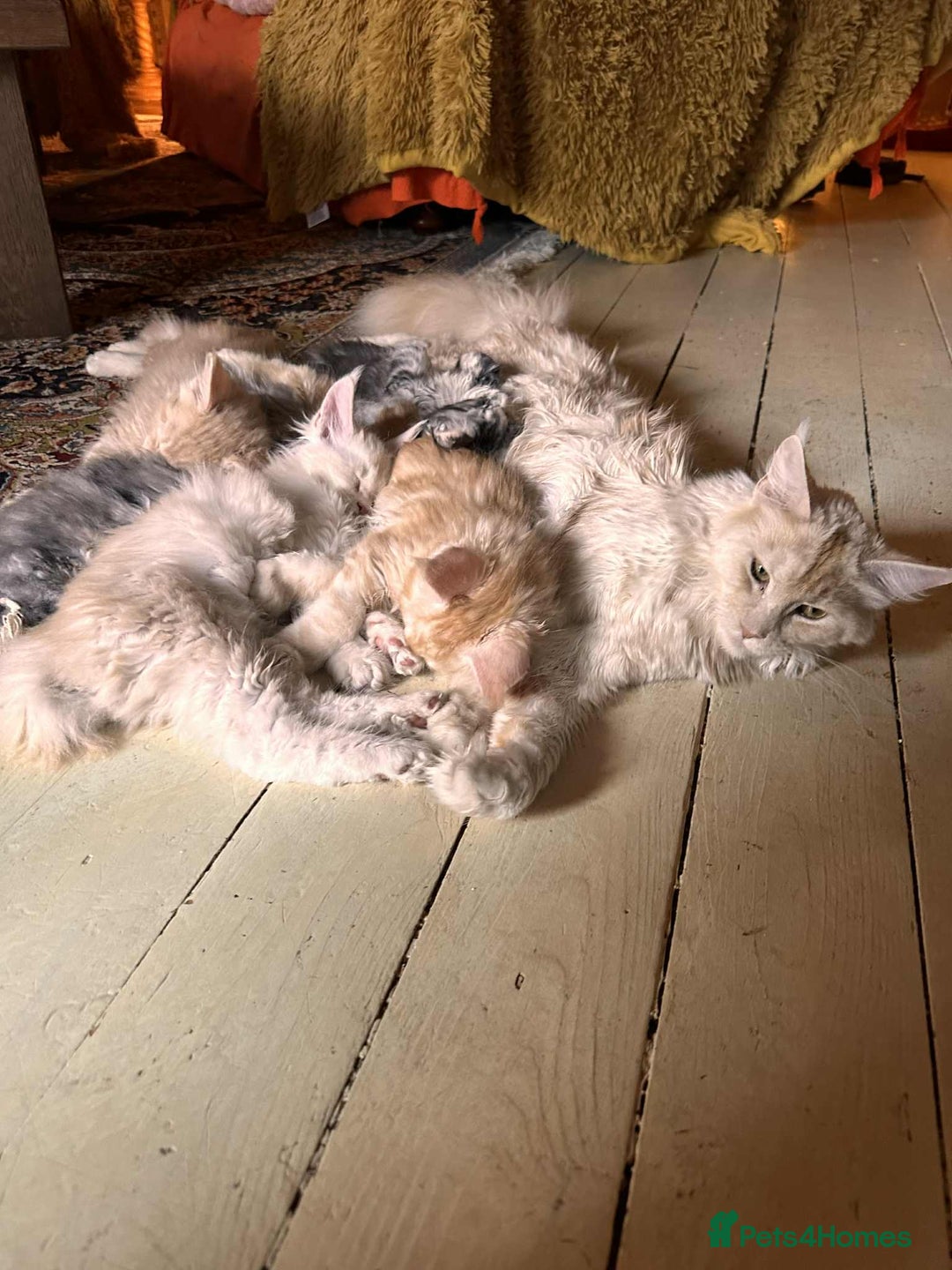 Maine Coon cats for sale: Maine Coon Pure Bred Kittens, TICA Registered - Image 8