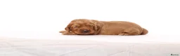 Cockapoo dogs for sale: Gorgeous & Adorable F1b Puppies   - Advert 9