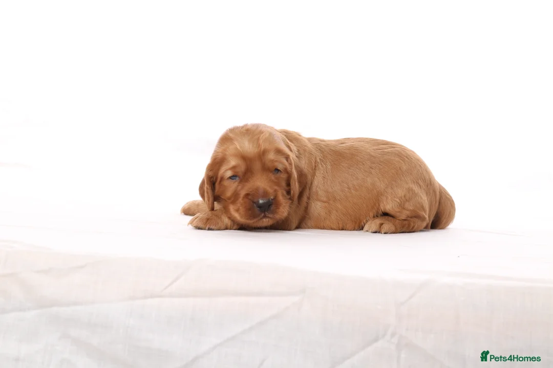 Cockapoo dogs for sale: Gorgeous & Adorable F1b Puppies   - Advert 9