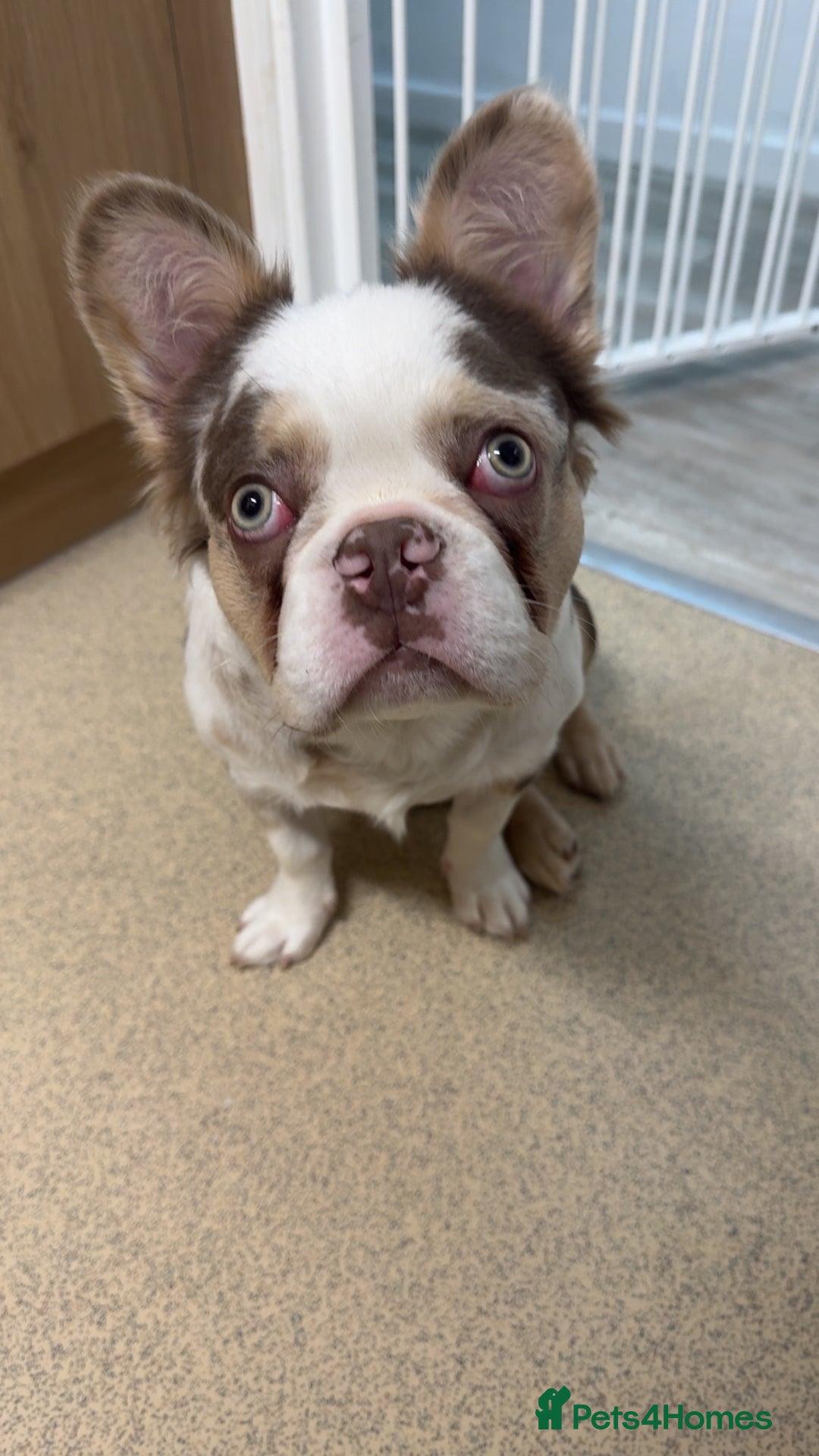 French Bulldog dogs for sale: Fluffy French bulldog for sale - Image 4