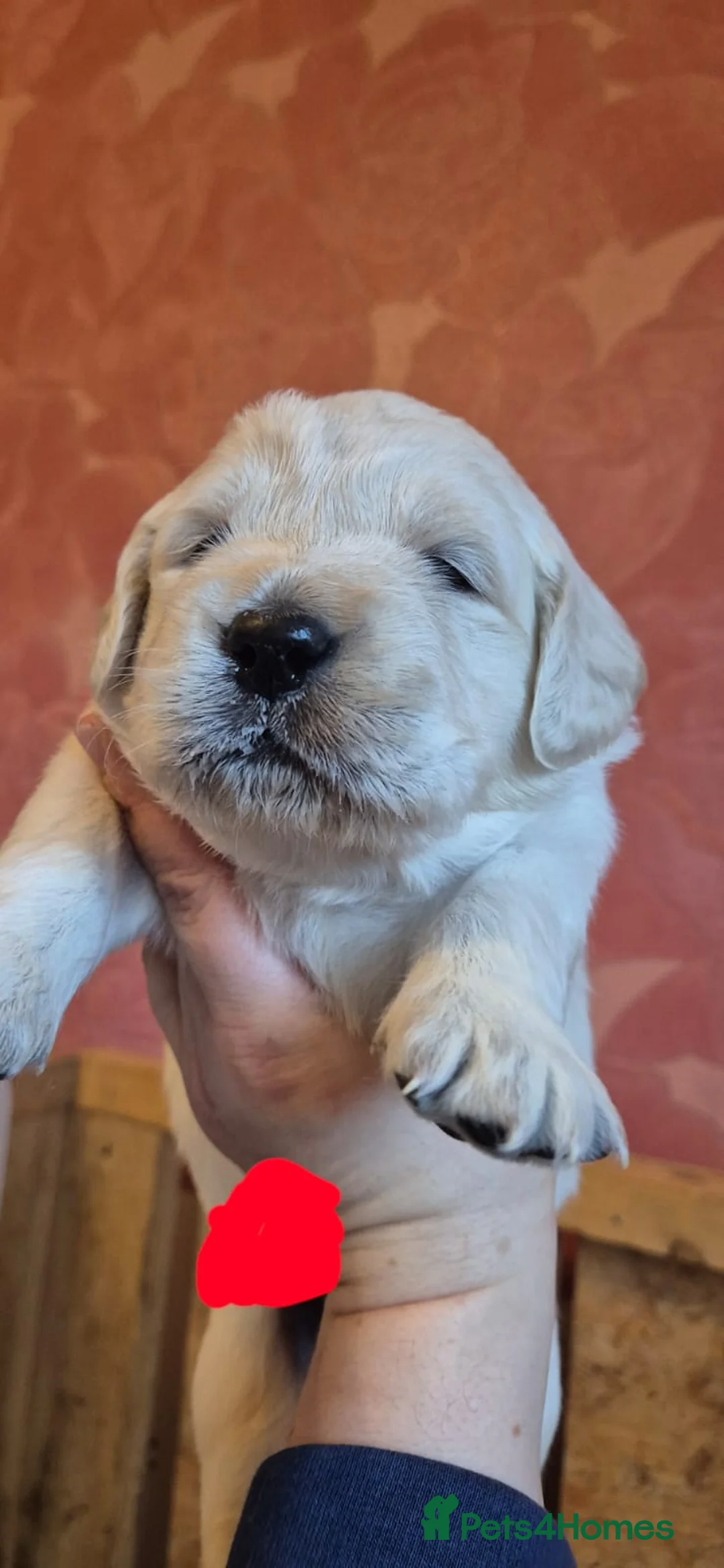 Golden Retriever dogs for sale: KC Registered Golden Retriever Glasgow  - Advert 11