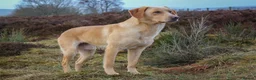 Labrador Retriever dogs for stud: OFTAW Carnochway Glamis  - Advert 8