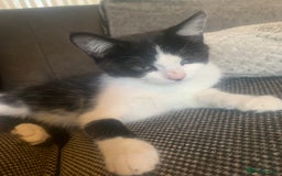 Mixed Breed cats for sale: Beautiful kittens  - Image 19