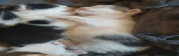 Mixed Breed cats for sale: Healthy beautiful kittens - Advert 6
