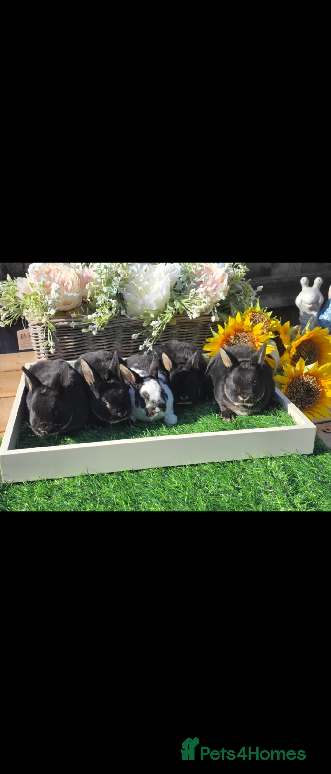 Rex rabbits for sale: READY FOR RESERVE - Advert 1