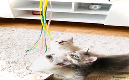 Ragdoll cats for sale: Ragdoll Kittens  - Image 1