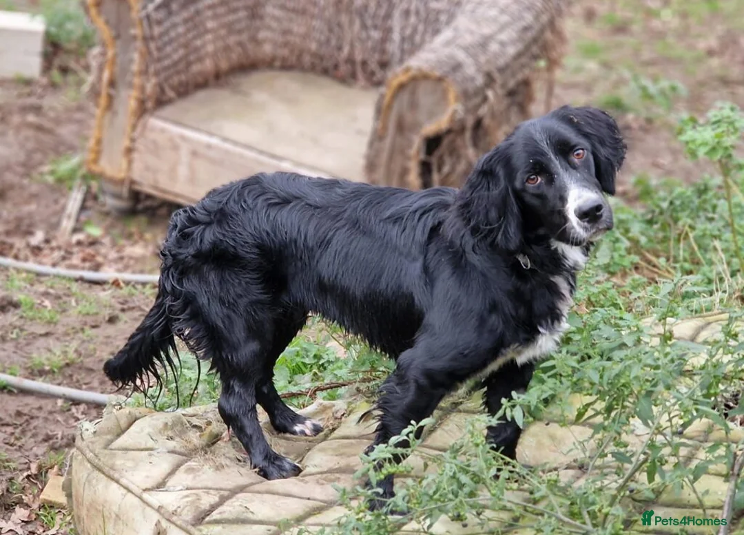English Setter dogs for adoption: Marshall - Advert 11