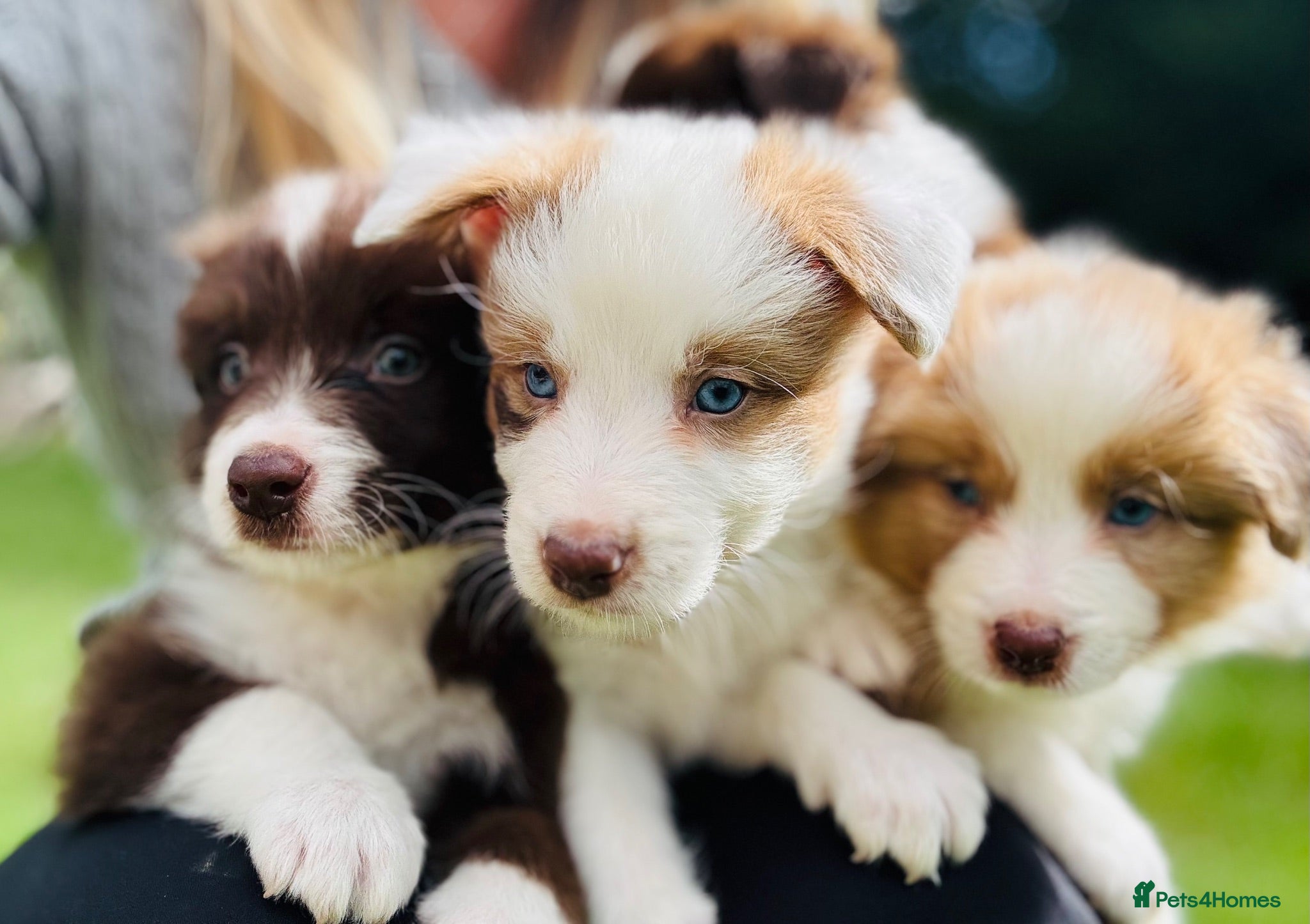 Border Collie dogs Our Bred Border Collie Puppies For Sale - Advert 4