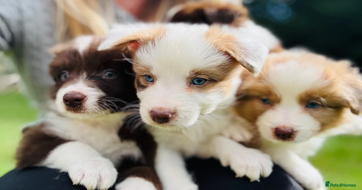 border-collie-puppies-puppies-for-sale-pets4homes