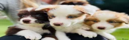 Border Collie dogs for sale: Our Bred Border Collie Puppies For Sale - Advert 1