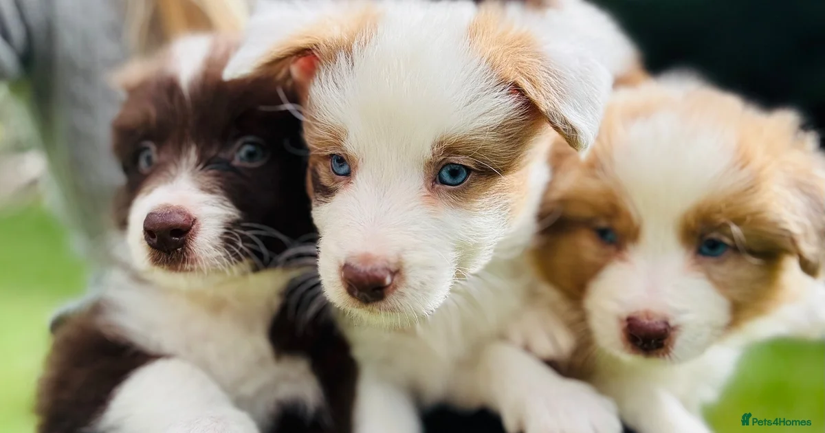 Border Collie Puppies Puppies For Sale Pets4Homes border-collie-puppies-puppies-for-sale-pets4homes