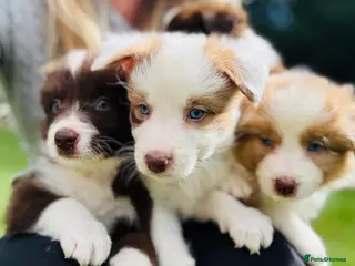 Border Collie dogs Our Bred Border Collie Puppies For Sale - Advert 4