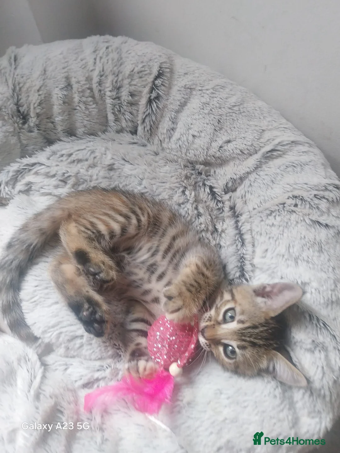 Bengal cats for sale: Bengals kittens - Advert 2