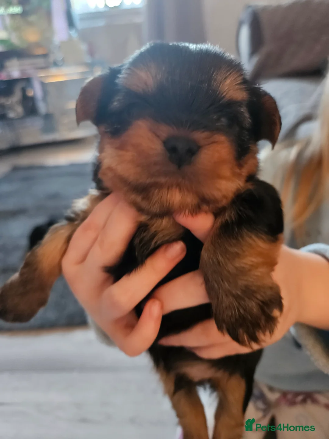 Yorkshire Terrier dogs for sale: yorkshire Terrior pups - Advert 3