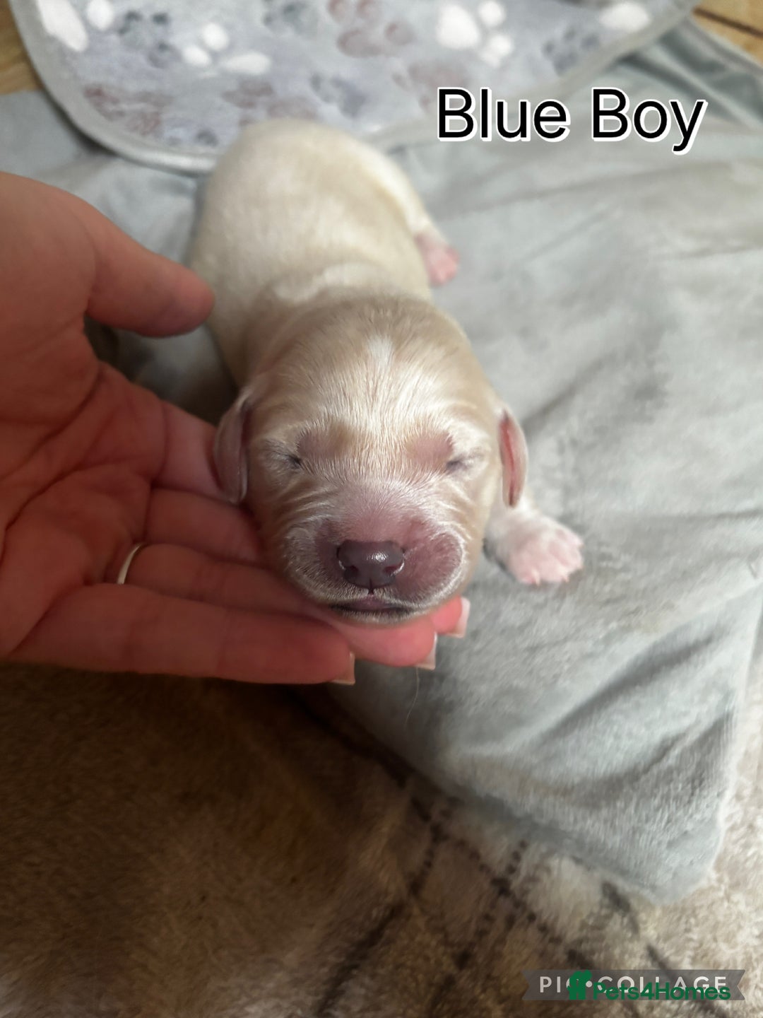Golden Retriever dogs for sale: Gorgeous Golden Retriever puppies  - Image 7