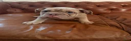 Olde English Bulldogge dogs for sale: Olde English Bulldogge  - Advert 12