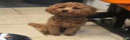 Cavapoo dogs for sale: 💙CAVAPOO💙 8 month old Male Red Cavapoo  - Advert 7
