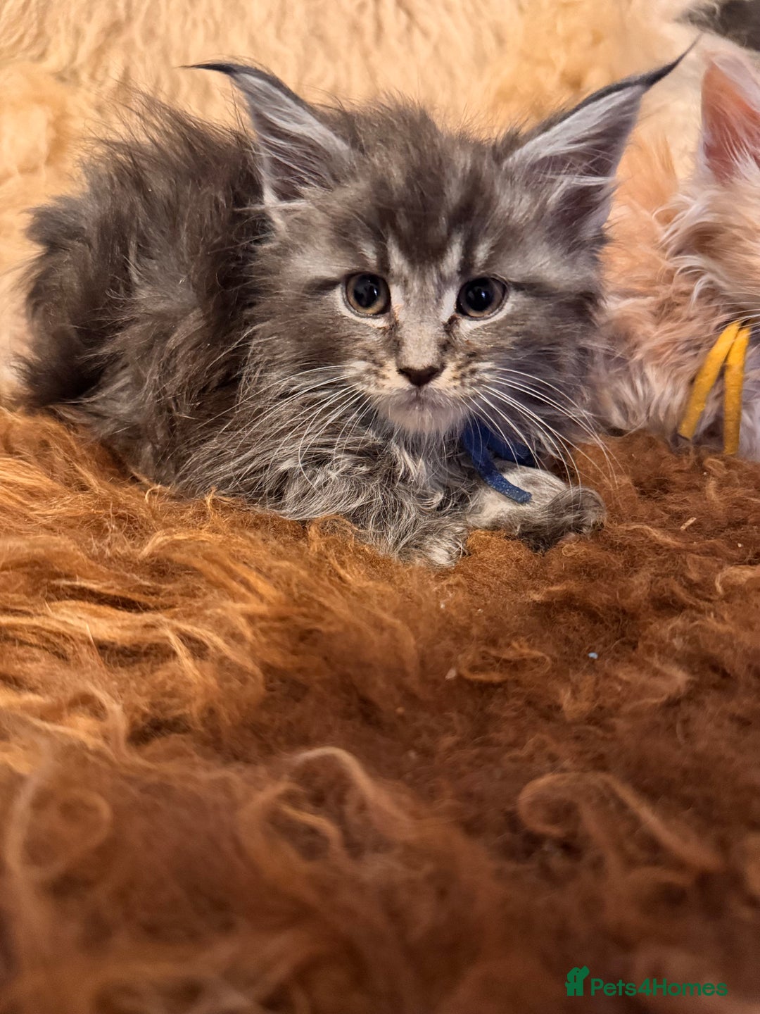 Maine Coon cats for sale:  TICA Registered Maine Coon Kittens- ready now  - Advert 7