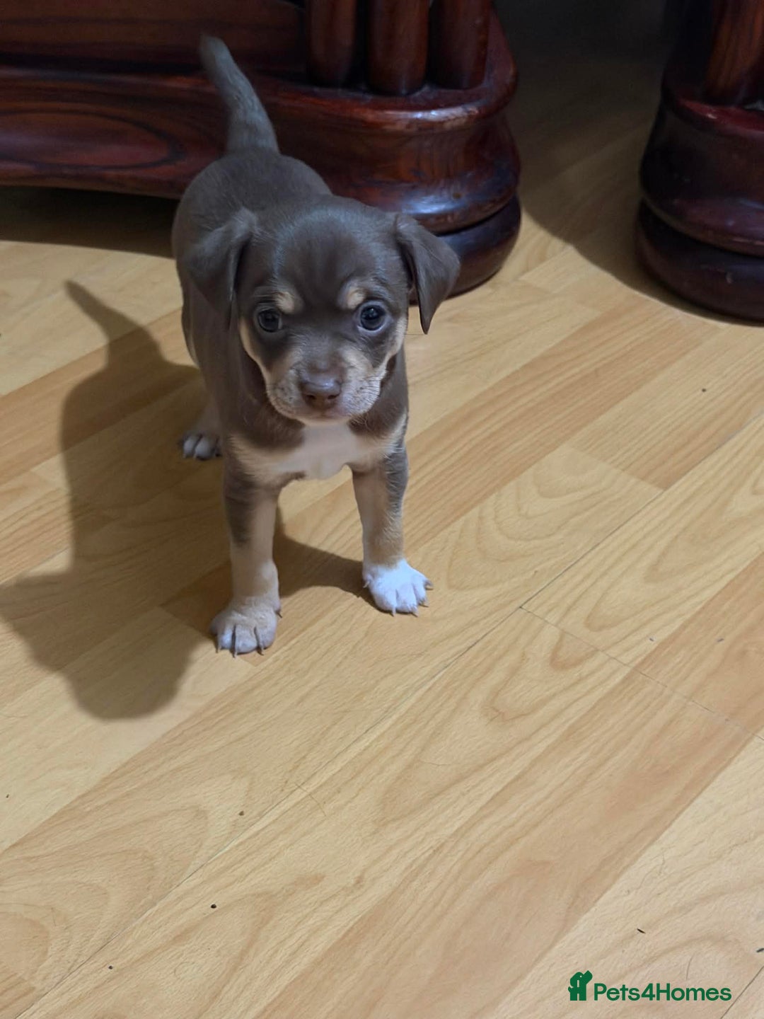 Chihuahua dogs for sale: Puppies  - Advert 9