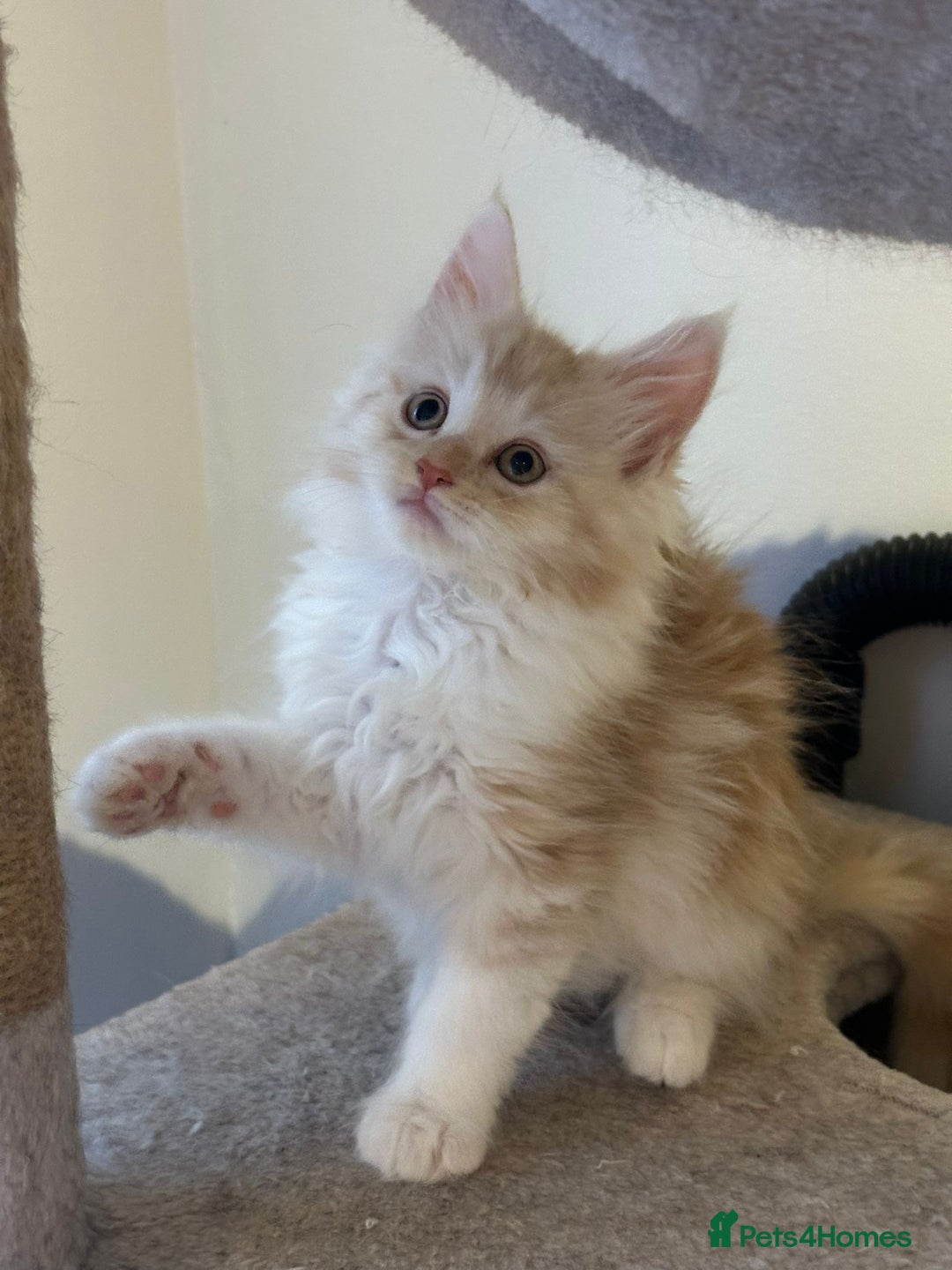 Maine Coon cats for sale: Stunning Mainecoon Kittens - Advert 6