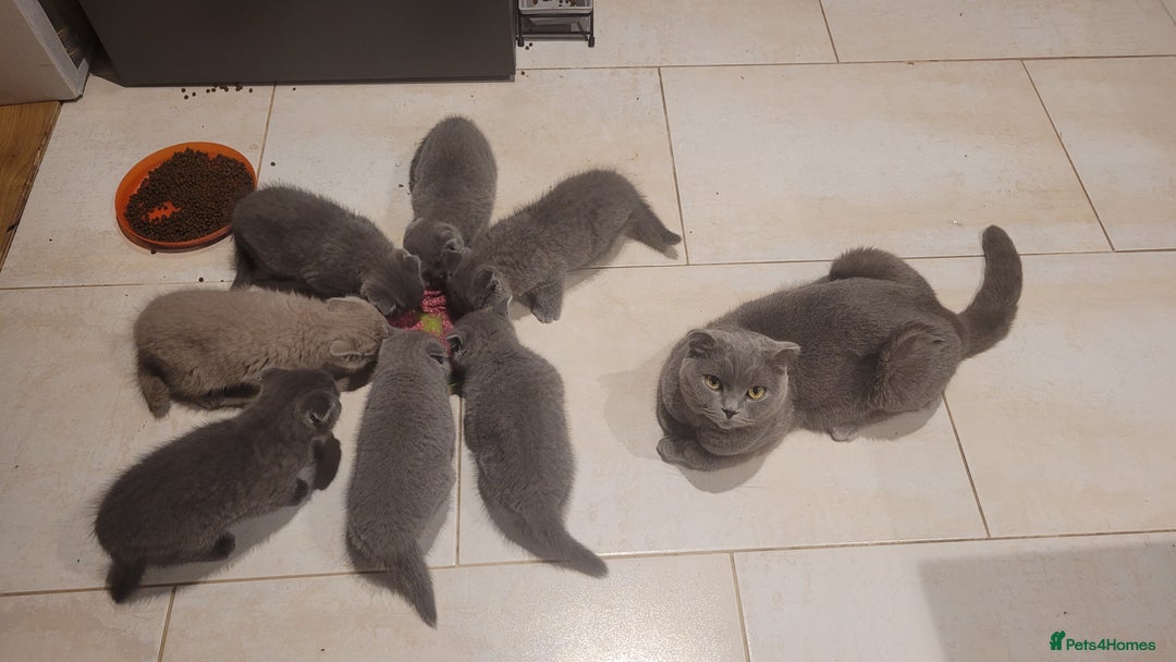 British Shorthair cats for sale: British shorthair kittens  - Image 1